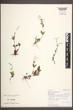 Epilobium clavatum image