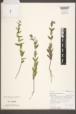 Scutellaria galericulata image