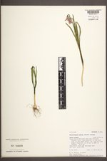 Fritillaria pudica image