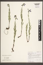 Penstemon radicosus image