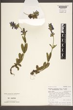 Penstemon attenuatus var. pseudoprocerus image