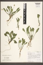 Viola vallicola image