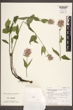 Agastache urticifolia image