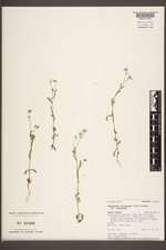 Cryptantha torreyana image