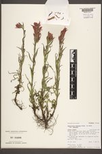 Castilleja miniata var. miniata image