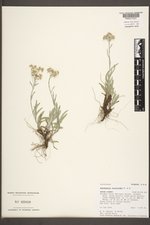 Antennaria luzuloides image