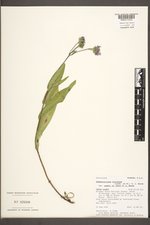 Symphyotrichum foliaceum var. canbyi image