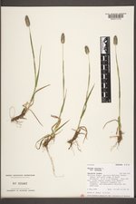 Phleum alpinum var. alpinum image