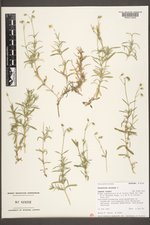 Cerastium arvense image