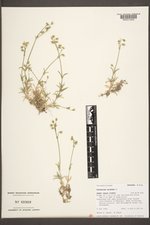 Cerastium arvense image