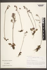 Micranthes occidentalis image