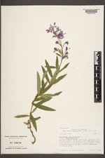 Chamaenerion angustifolium subsp. angustifolium image