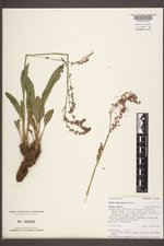 Rumex paucifolius image