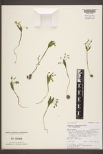 Claytonia lanceolata image