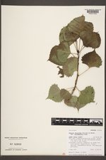 Populus deltoides subsp. monilifera image