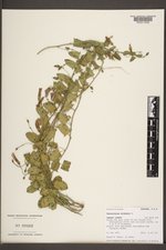 Convolvulus arvensis image