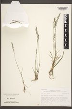 Poa secunda subsp. secunda image