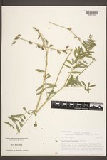 Astragalus eucosmus image