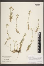 Cerastium arvense image