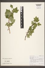 Ribes lacustre image