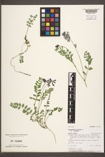 Astragalus alpinus image