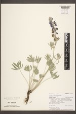 Lupinus sericeus image