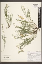 Astragalus miser var. hylophilus image