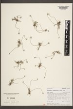 Antennaria flagellaris image