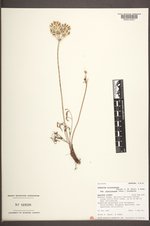 Lomatium simplex var. simplex image