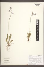Primula pauciflora var. pauciflora image