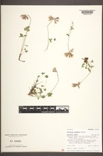 Trifolium haydenii image