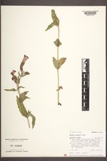 Erythranthe lewisii image