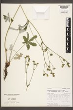 Potentilla gracilis var. brunnescens image