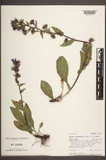 Eurybia integrifolia image