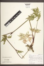 Ligusticum canbyi image