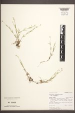 Stellaria longipes image