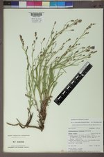 Stephanomeria fluminea image