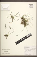 Boechera microphylla image