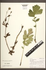 Geum aleppicum image