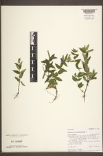 Scutellaria galericulata image