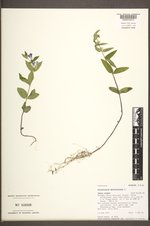 Scutellaria galericulata image