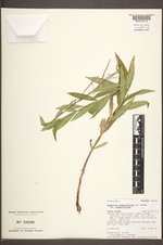 Chamaenerion angustifolium subsp. angustifolium image