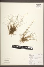 Poa secunda subsp. secunda image