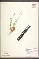 Poa abbreviata subsp. pattersonii image