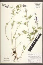 Lupinus argenteus subsp. rubricaulis image