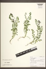 Astragalus alpinus image