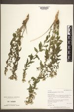 Brickellia brachyphylla image