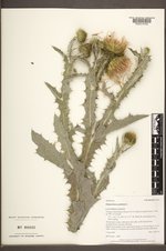 Onopordum acanthium subsp. acanthium image