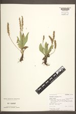 Plantago eriopoda image