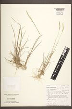Elymus trachycaulus var. trachycaulus image